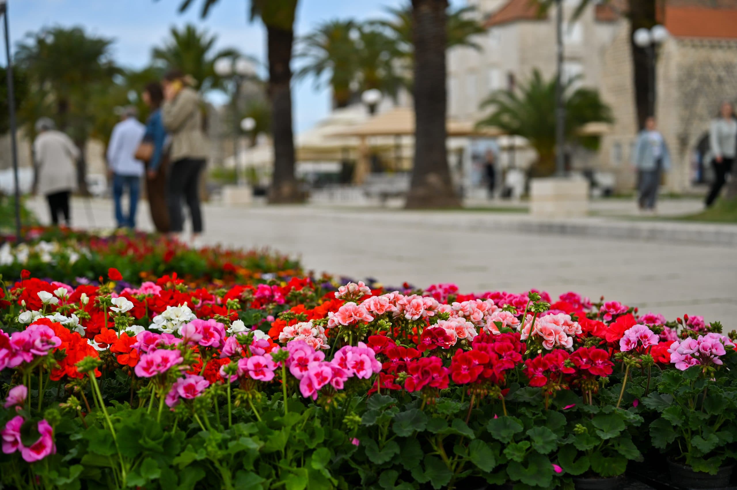 Održan Flower Market Trogir 2025.